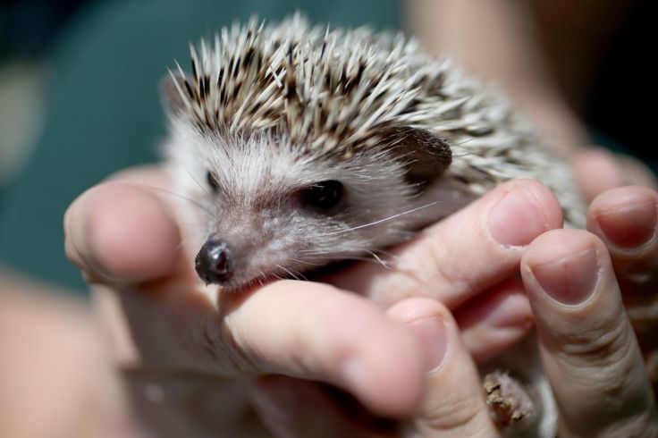 hedgehog